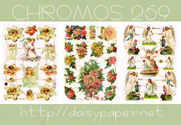 クロモス259【DAISY】CHROMOS