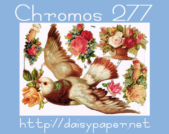 クロモス277【DAISY】CHROMOS